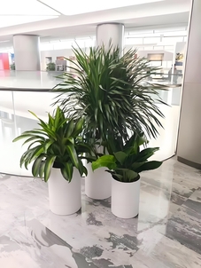 前湾花卉租摆哪家好